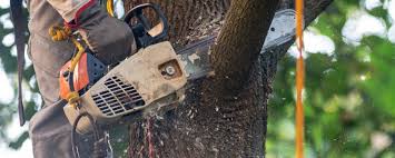 Best Tree Disease Treatment  in Mckee City, NJ