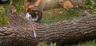 Best Tree Trimming and Pruning  in Mckee City, NJ