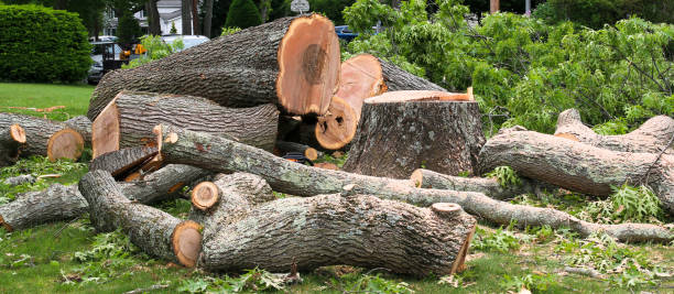 Best Tree Maintenance Programs  in Mckee City, NJ