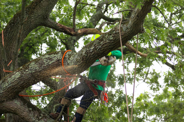 Best Fruit Tree Pruning  in Mckee City, NJ