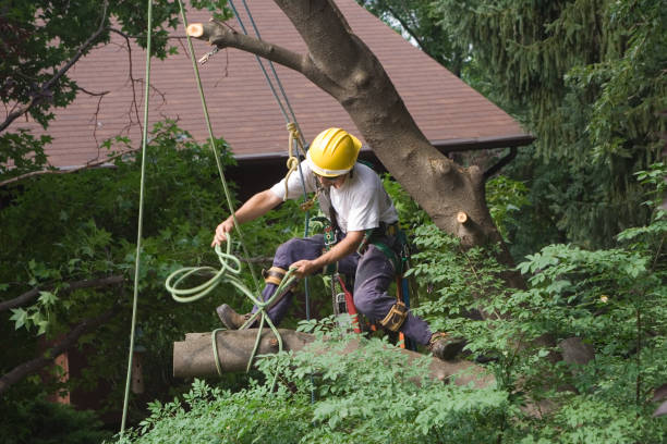 Best Tree and Shrub Care  in Mckee City, NJ