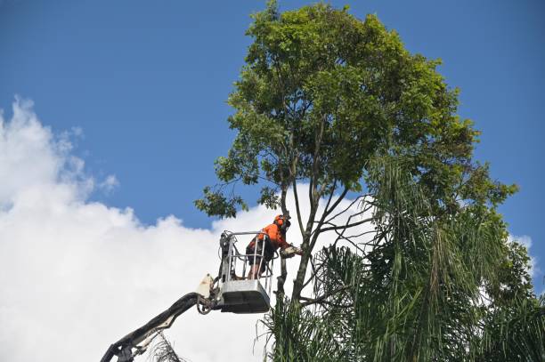 How Our Tree Care Process Works  in  Mckee City, NJ