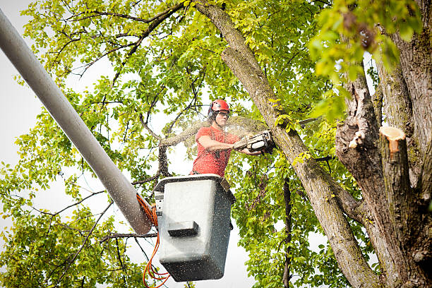 Reliable Mckee City, NJ Tree Care Solutions