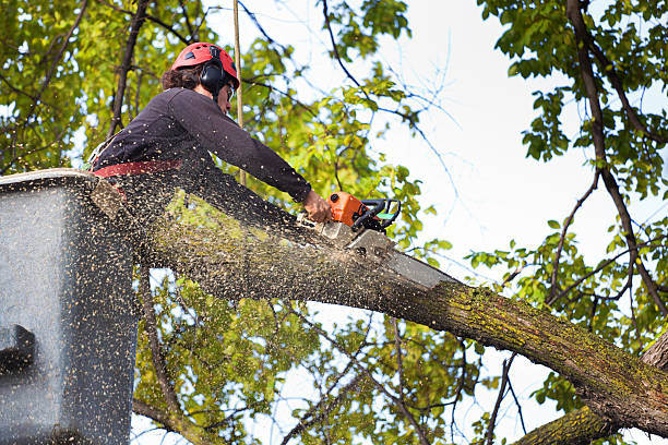  Mckee City, NJ Tree Care Pros