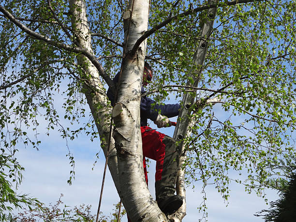 Best Emergency Tree Removal  in Mckee City, NJ